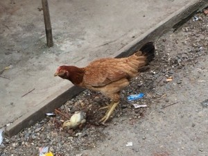 chicken_1175