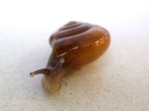snail_1353