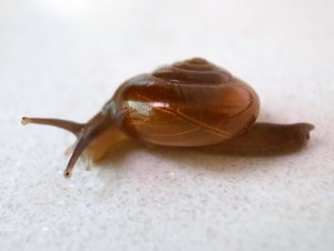 snail_1354