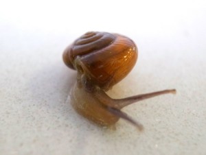 snail_1355