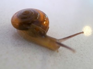 snail_1356