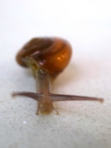 snail_1357