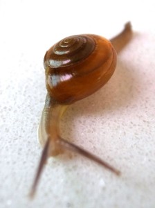 snail_1358