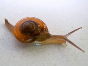 snail_1359