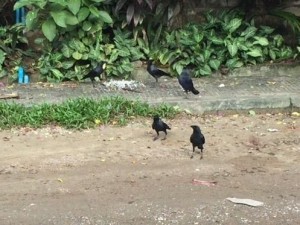 crow_1191